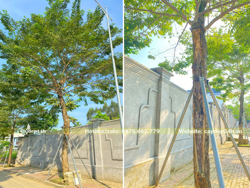 Hình ảnh cây Giáng Hương huyết lâu năm trồng trước cổng nhà