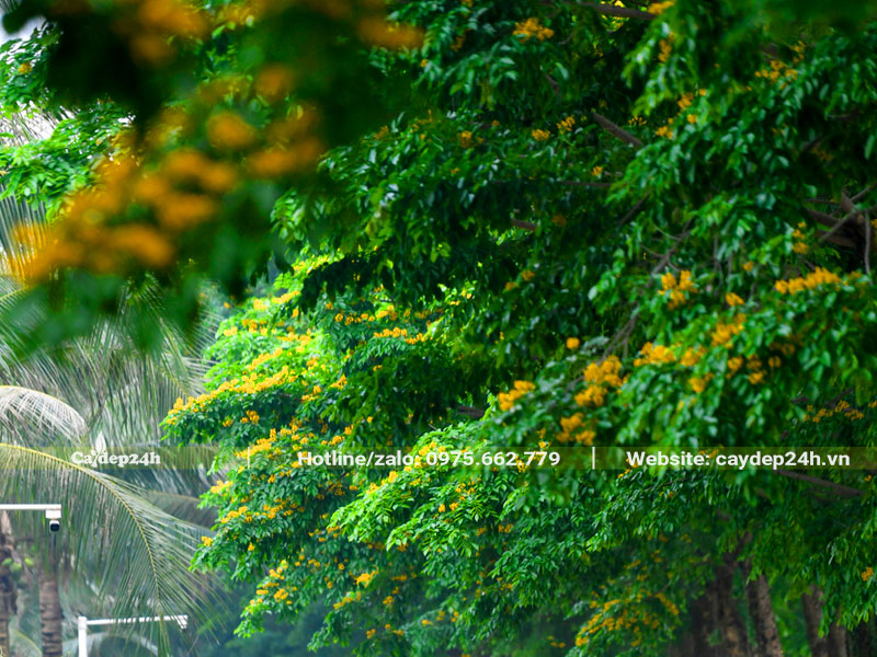 Tán cây Giáng Hương tạo bóng mát trồng trước nhà