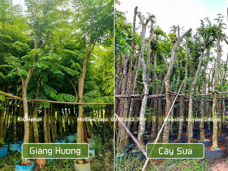 Vườn dâm ủ số lượng lớn cây Giáng Hương và cây Sưa
