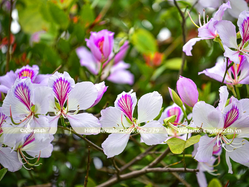 Cây hoa Ban có mấy loại được trồng phổ biến ở nước ta