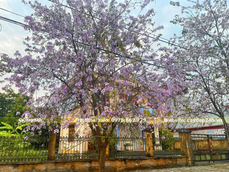 Trồng cây hoa ban trước nhà chiều cao 5 - 6m