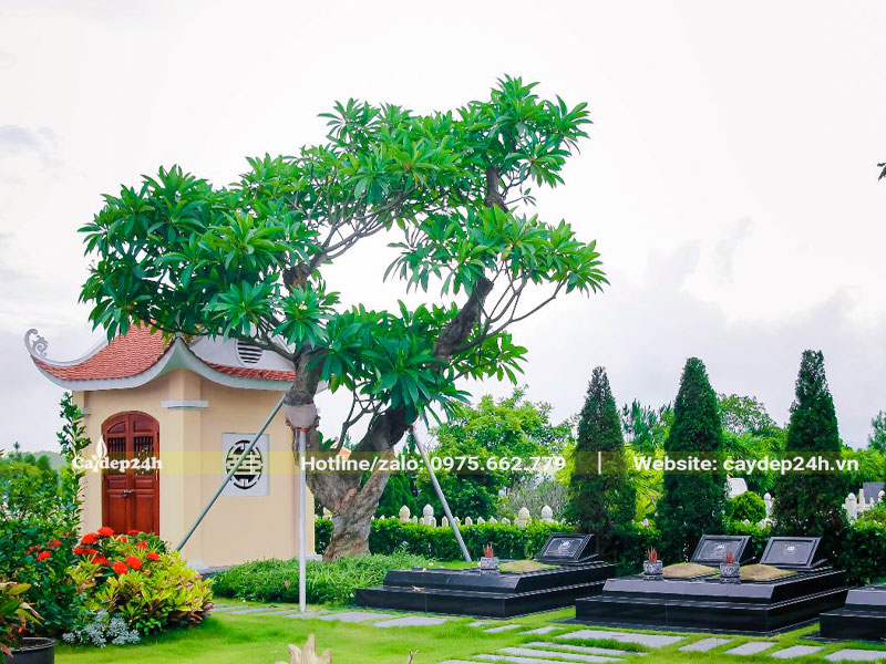 Cây đại lâu năm trồng ở khu lăng mộ gia đình