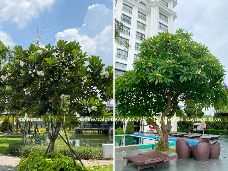 Cây hoa đại trồng trước nhà, sân vườn khách sạn