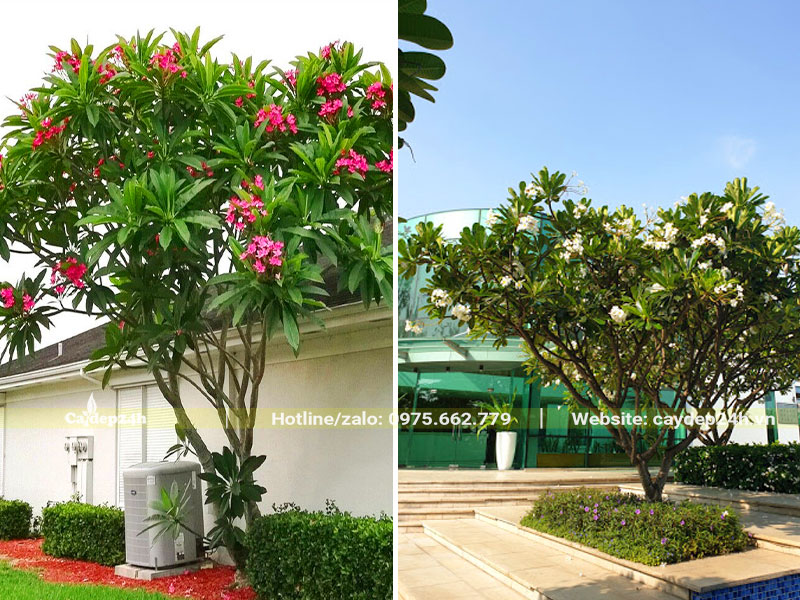 Trồng cây hoa đại trước nhà, trong sân vườn tạo cảnh sắc đẹp