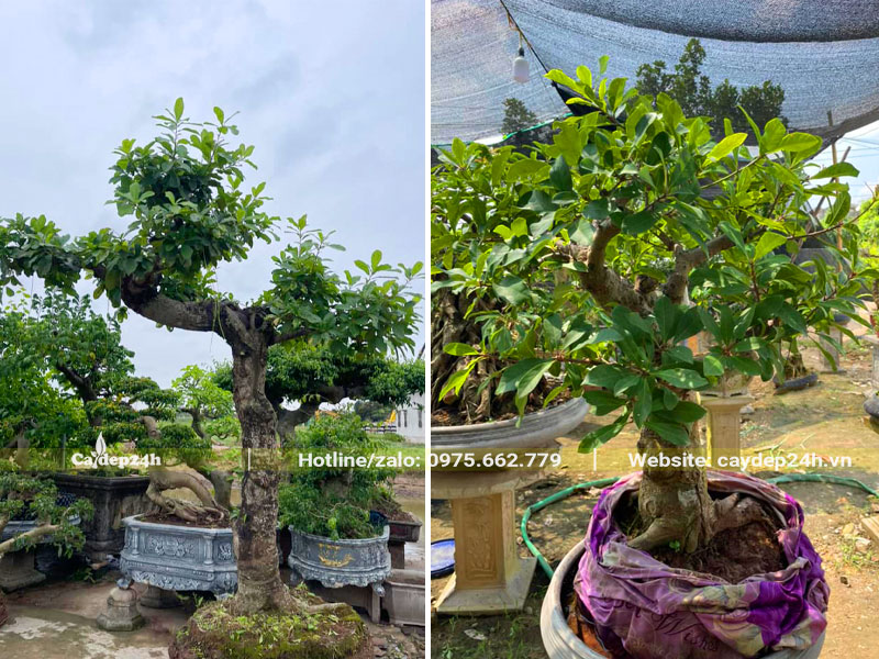 Tách phần đất cũ của cây lộc vừng trồng chậu