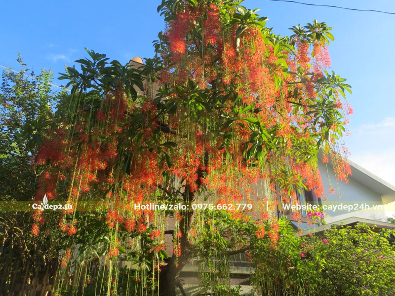 Cách làm cây Lộc Vừng nở hoa nhiều và đẹp