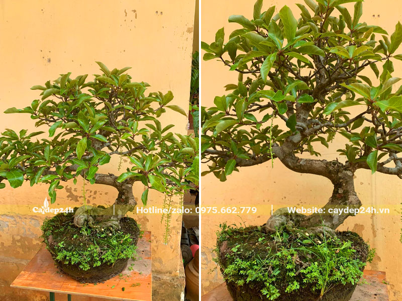 Cây Lộc Vừng bonsai trồng chậu nhiều năm chuẩn bị thả nước