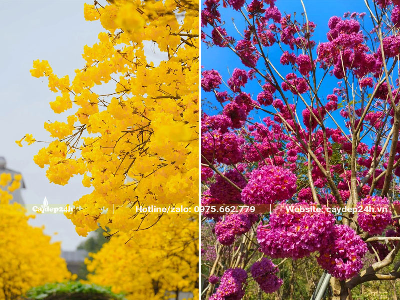 Hai màu hoa Phong Linh vàng và tím
