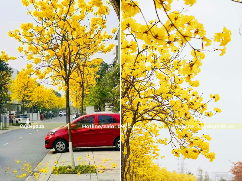 Trồng cây Phong Linh trước nhà biệt thự