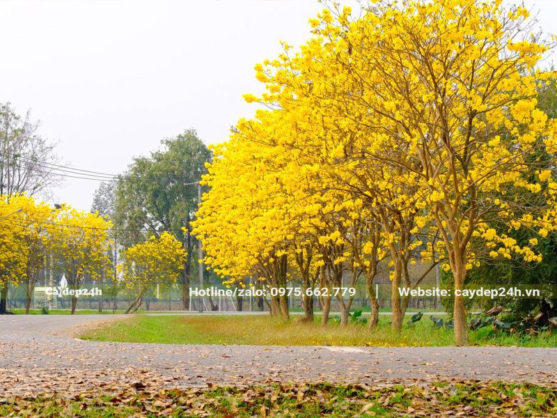 Cây Phong Linh vàng quen thuộc trồng ven đường