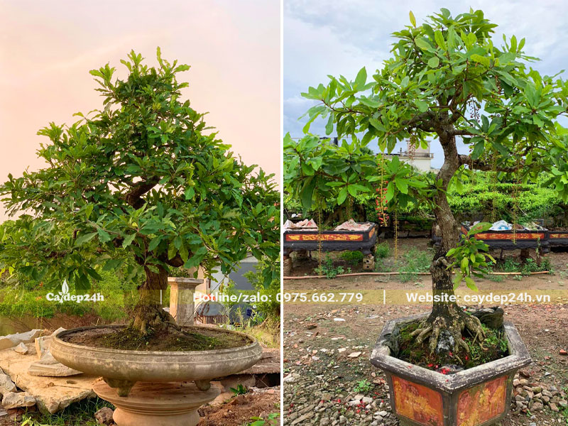 Chậu cây Lộc Vừng cổ thụ trồng nước lâu năm