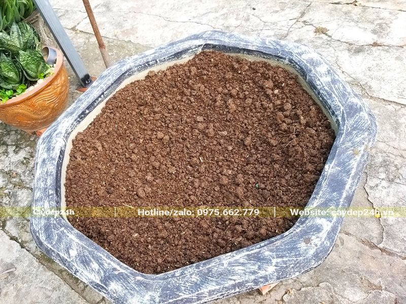 Chọn chậu trồng cây Lộc Vừng bằng đá