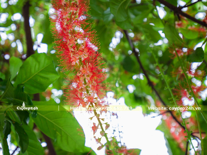Hình ảnh chuỗi hoa Lộc Vừng đỏ xinh đẹp