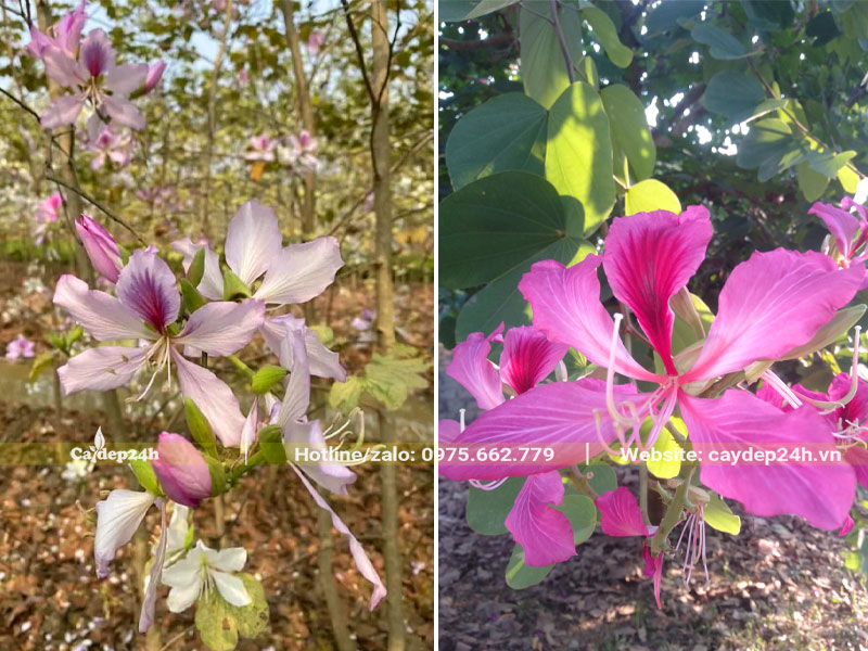 Hai loại cây hoa Ban đẹp, màu sắc ấn tượng