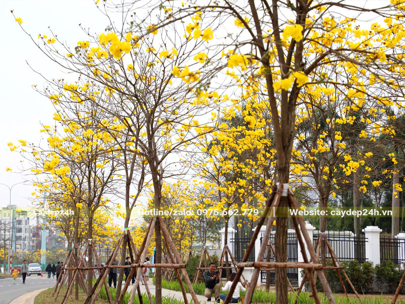 Hàng cây phong linh hoa vàng trồng trước khu biệt thự cao cấp