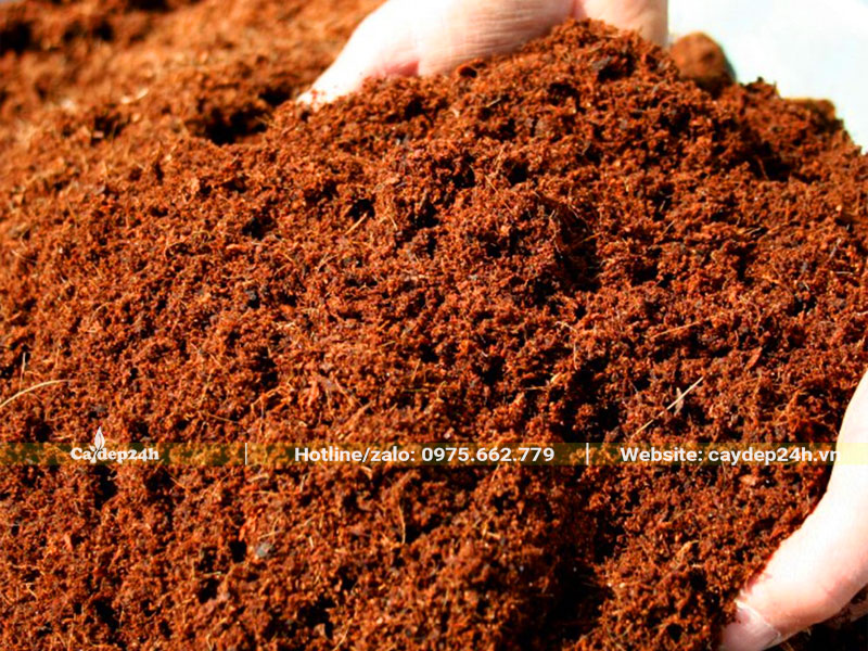 Đất trồng cây Lộc Vừng trong chậu