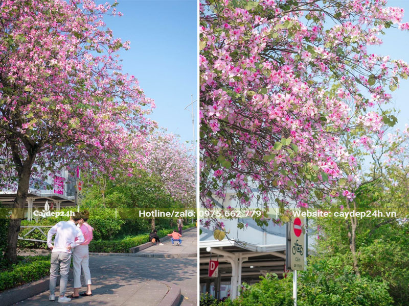 Mùa hoa ban tây bắc nở rộ trong khuôn viên khu đô thị