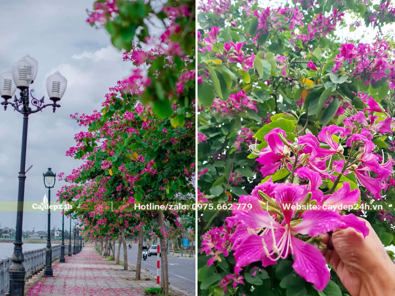 Hàng cây hoa Ban Tím trồng trên vỉa hè đường phố