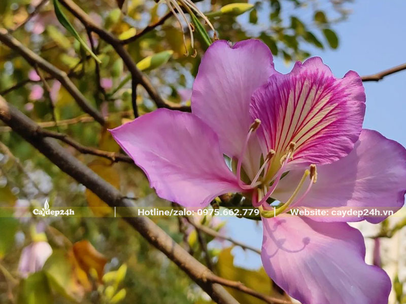Bông hoa Dương Tử Kinh đẹp với màu hồng sọc hồng đậm
