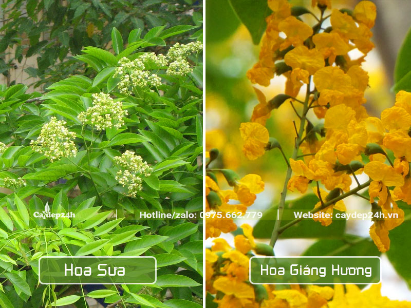 Sự khác nhau giữa hoa cây Giáng Hương với hoa cây Sưa Đỏ
