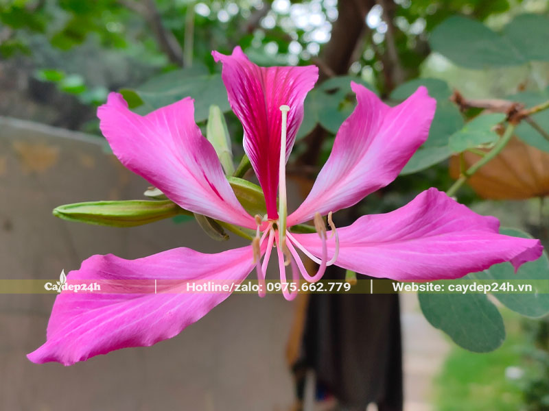 Bông hoa ban tím xinh đẹp