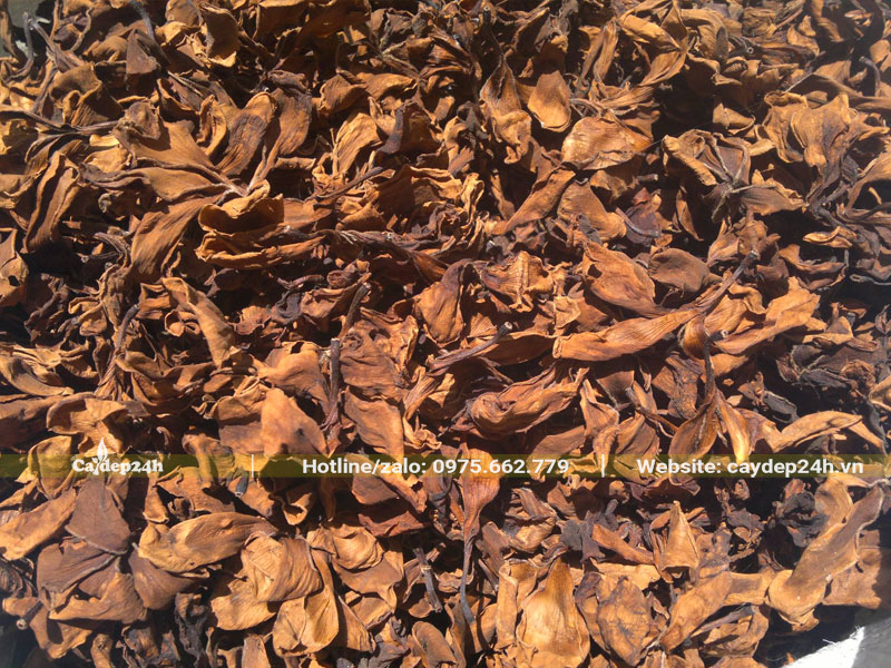 Hoa sau đi được phơi khô sẽ dễ bảo quản hơn