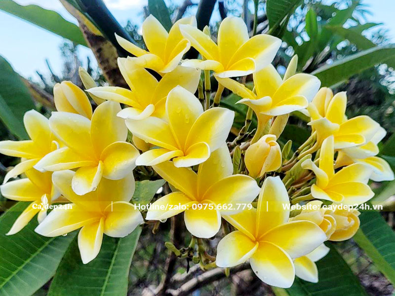 Cây hoa đại vàng chữa bệnh gì