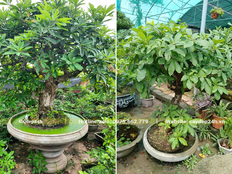 Chậu cây Lộc Vừng trồng nước lâu năm, cao hơn 1m