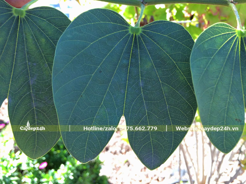 Hình dáng lá cây Dương Tử Kinh