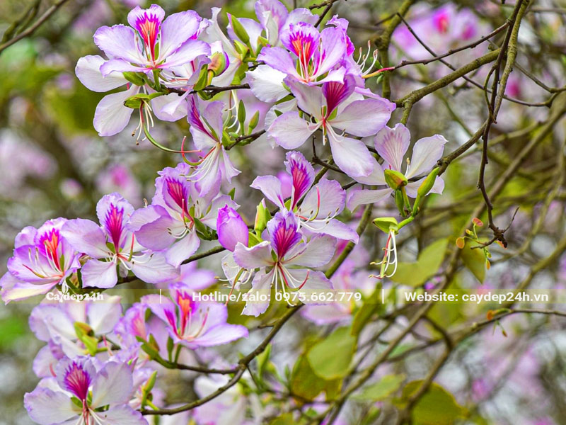 Cây hoa ban trồng trước nhà nở hoa rực rỡ