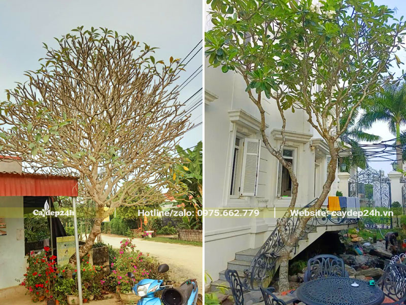 Trồng cây hoa đại trước nhà tạo bóng mát