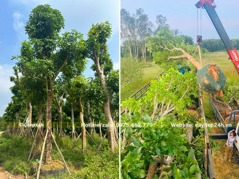 Vườn dưỡng ủ cây Lộc Vừng công trình lâu năm cao 4m