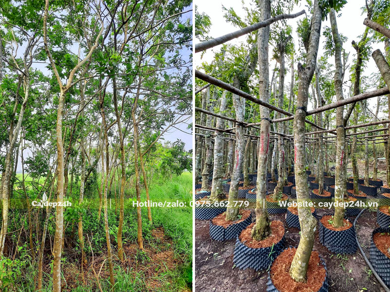 Vườn Sưa Đỏ trường thành bứng thẳng và cây lâu năm đã dâm ủ kỹ