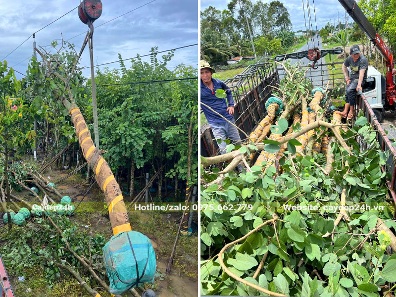 Cẩu cây hoa ban công trình lên xe