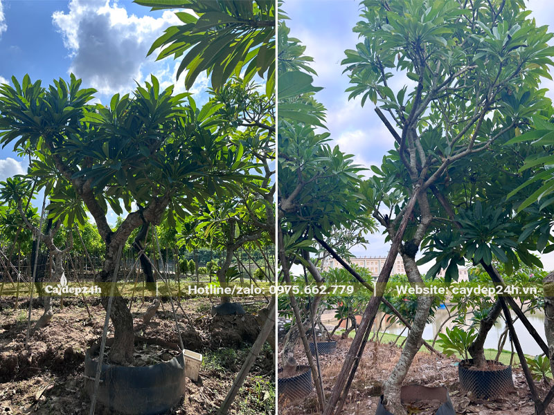 Vườn dâm ủ số lượng lớn cây hoa đại công trình