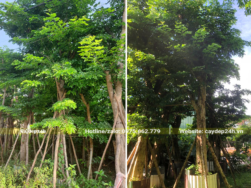 Vườn cây Giáng Hương công trình dâm ủ nhiều năm, đường kính gốc 20cm trở lên
