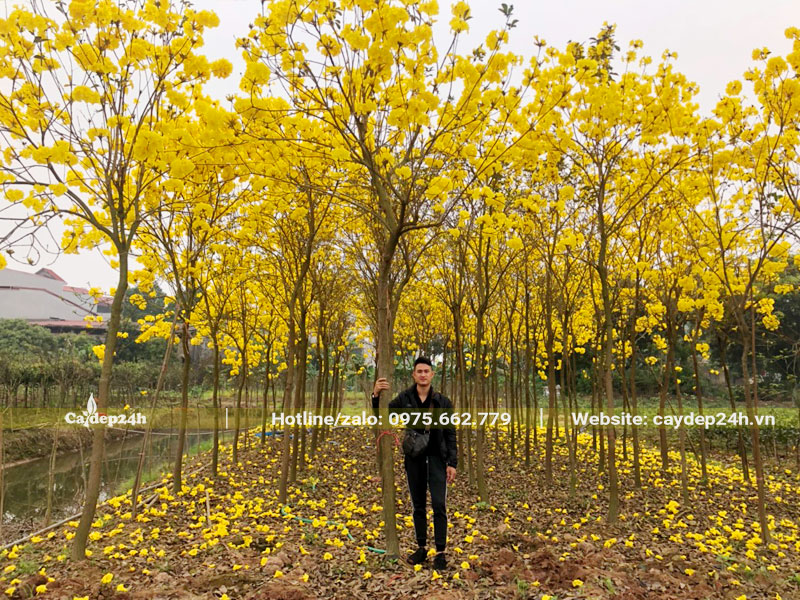 Vườn cây Phong Linh vàng lâu năm đã dâm ủ kỹ chiều cao 4 - 5m