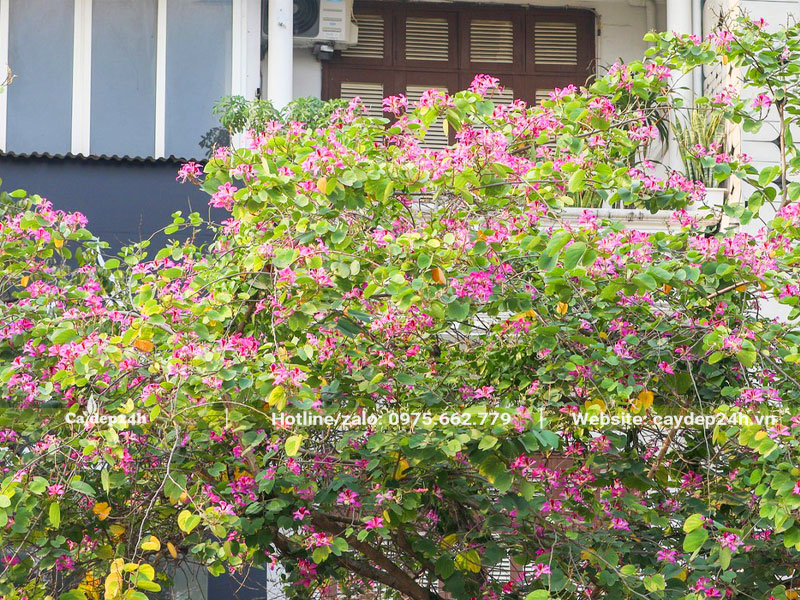 Trồng cây hoa ban tím trước nhà