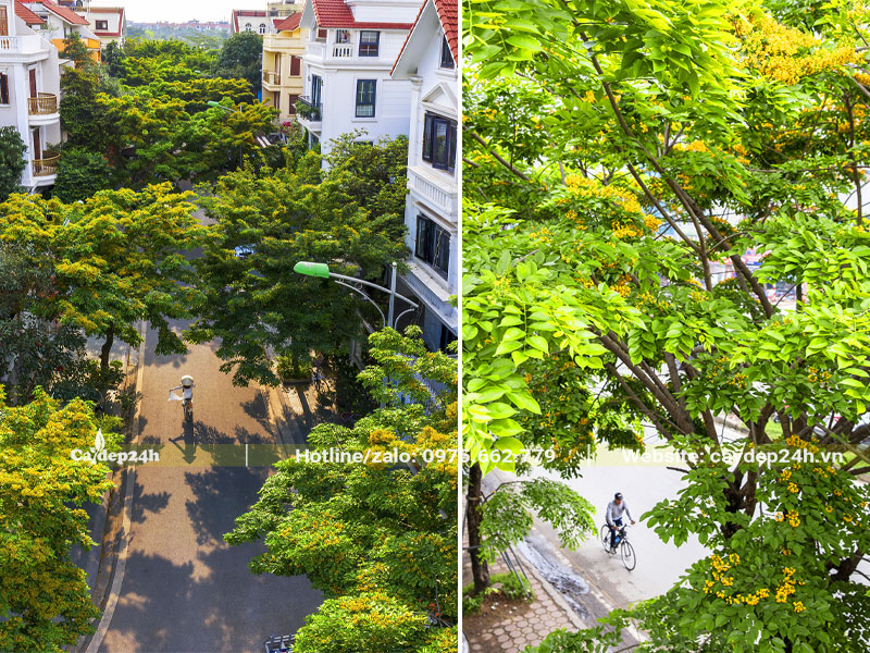 Có nên trồng cây Giáng Hương trước nhà biệt thự hay không