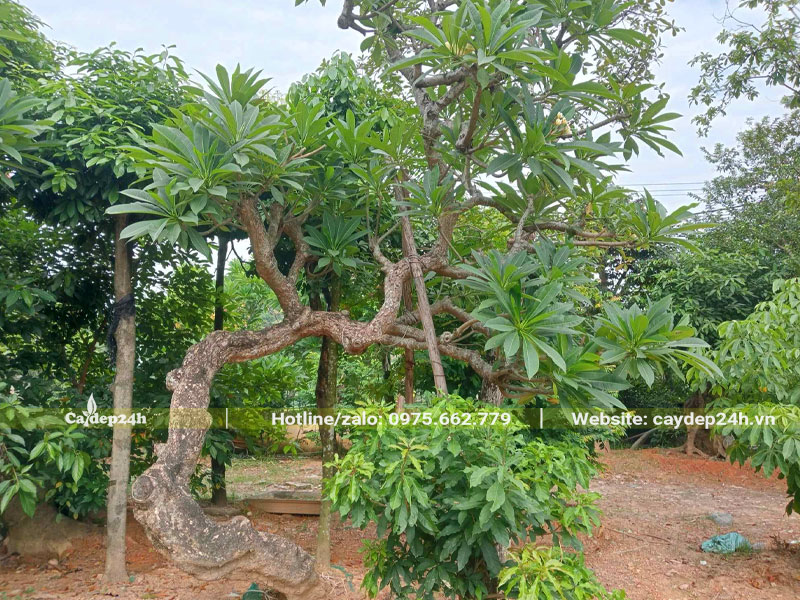 Cây Đại cổ thụ dáng bàn trà siêu đẹp