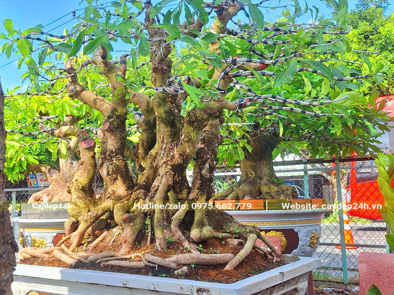 Chậu cây Lộc Vừng cảnh thế rừng xanh đẹp