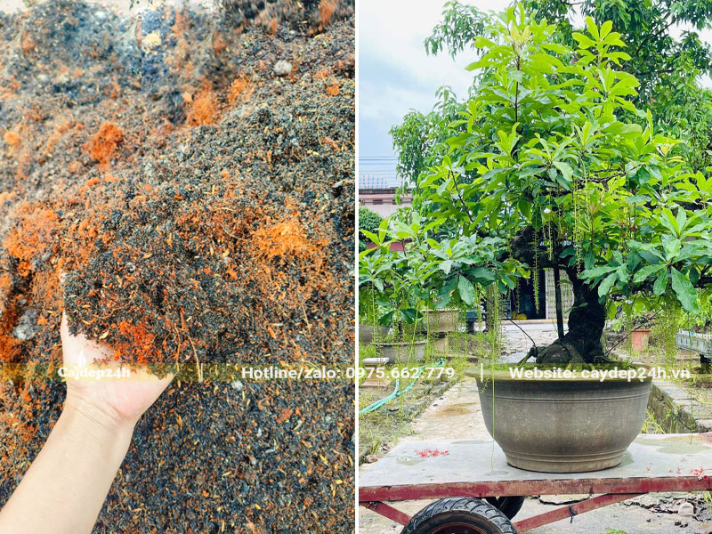 Thay đất mới cho cây lộc vừng trồng chậu lâu năm