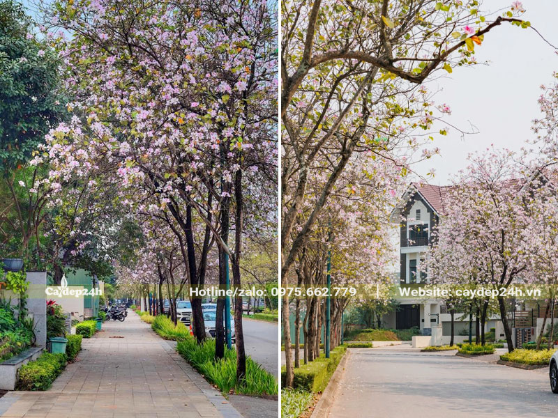 Hàng cây hoa ban tây bắc trồng trước nhà khu biệt thự