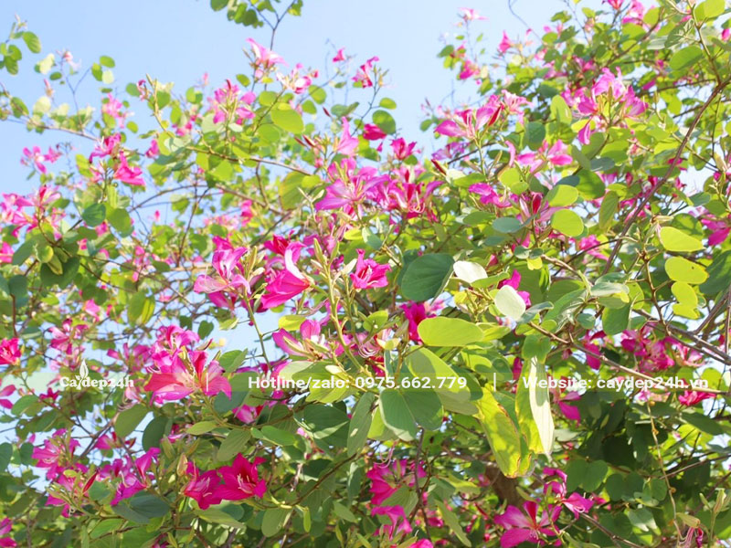 Tán cây hoa ban tím đang nở rộ