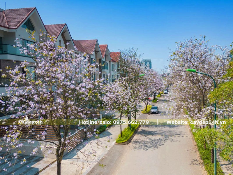 Trồng cây hoa ban trước nhà biệt thự, hoa nở rực rỡ, ấn tượng