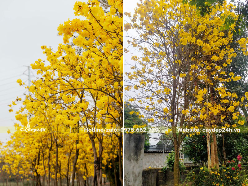 Cây Phong Linh vàng hợp mệnh gì