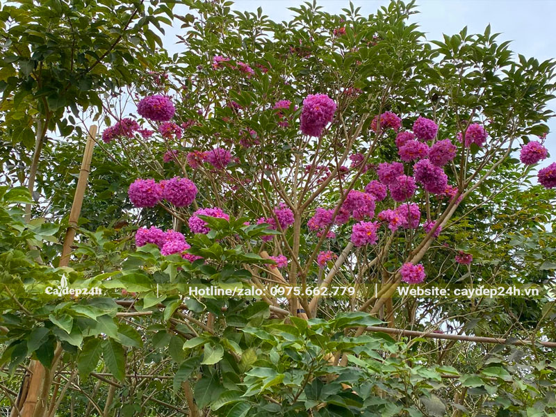 Cây Phong Linh hợp mệnh gì, loại hoa màu tím đâm