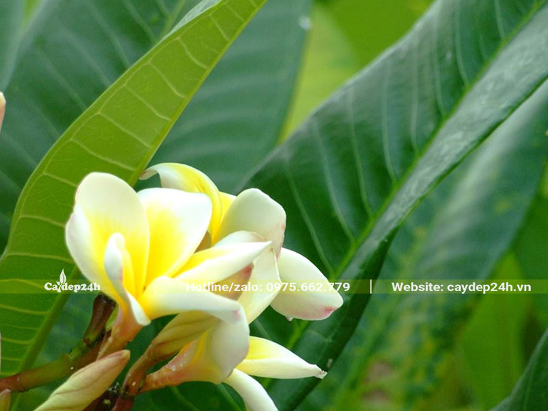 Chùm hoa đại vàng bung nở ở đầu cành