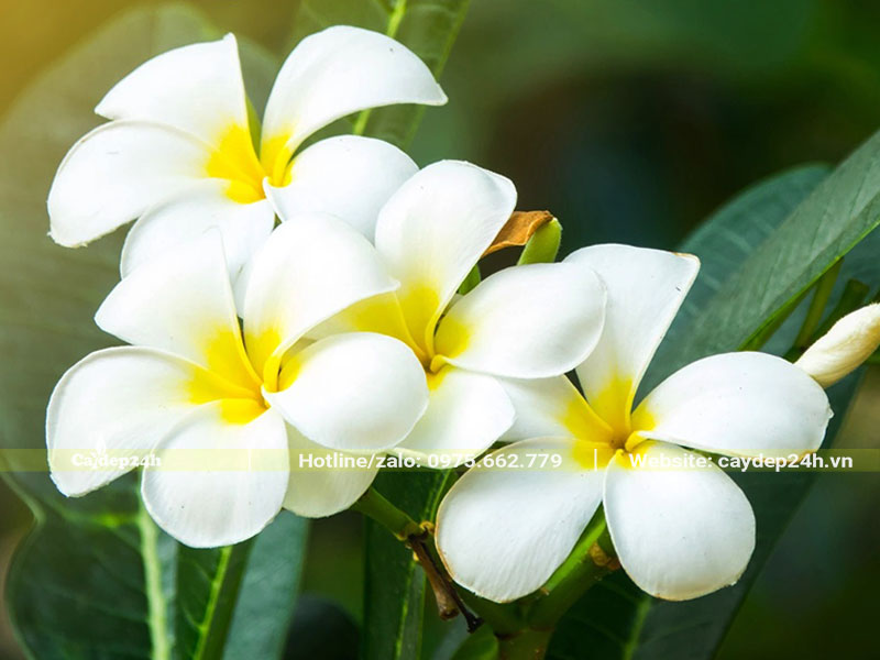 Chùm hoa đại trắng nhụy vàng