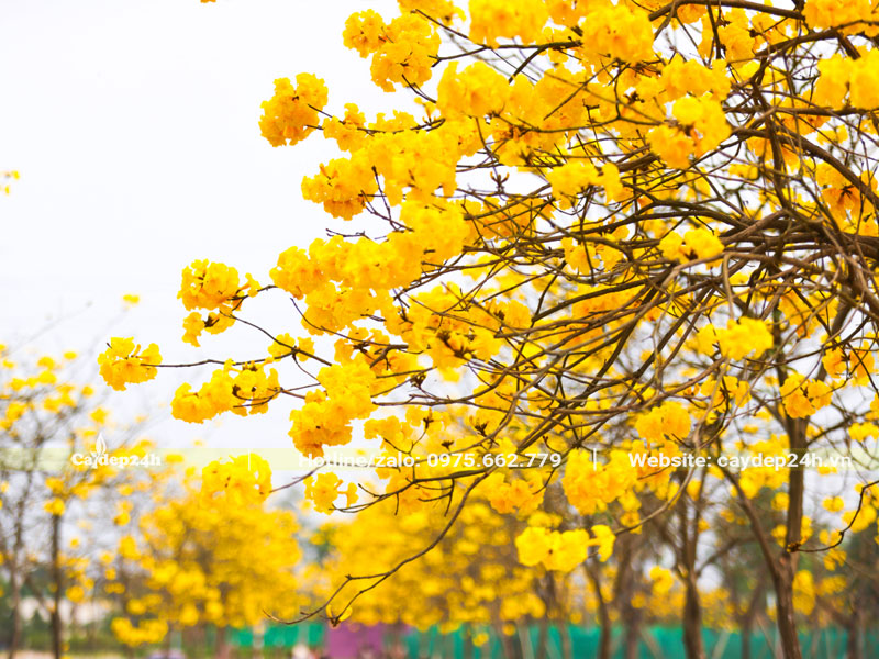 Hàng cây hoa Phong Linh vàng nở rộ sáng rực cả góc trời